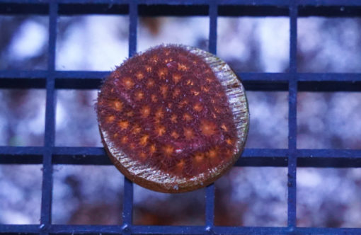 Leptastrea Ultra 1.5 inches