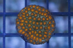 Leptastrea, Ultra 1 inches
