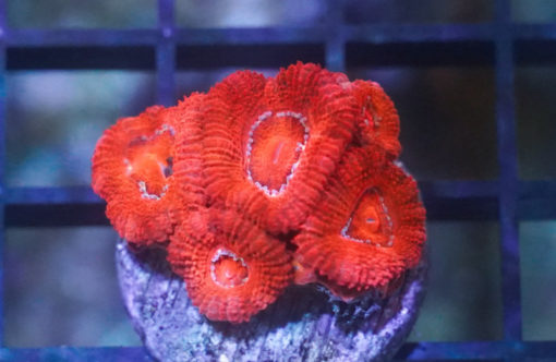 Acanthastrea Ultra Color .75 inches