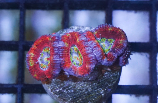 Acanthastrea Ultra Color 1.5 inches