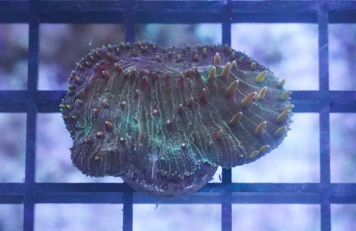 Plate Ultra Color 1.25 inches