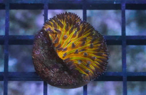 Plate Ultra Color 1.5 inches