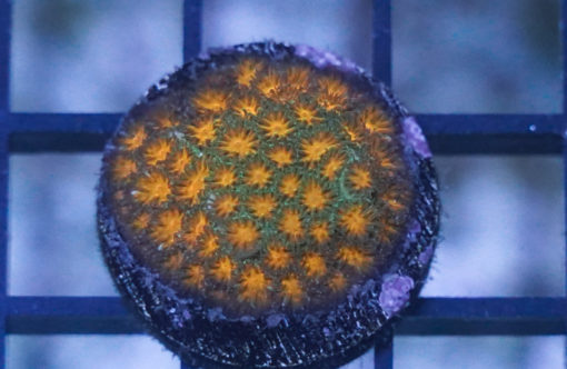 Leptastrea, Ultra 1 inches