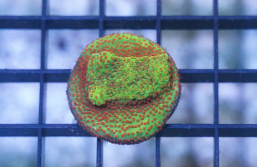 Montipora Ultra 1.5 inches