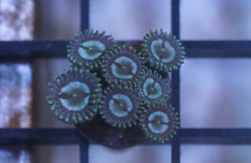 Zoa, Caribbean, Ultra 1 inches