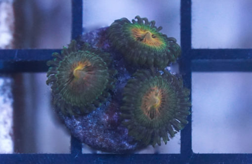 Zoa, Caribbean, Ultra 1 inches