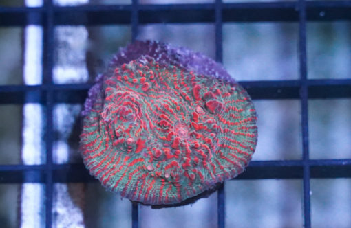 Chalice Ultra Color 1.5 inches