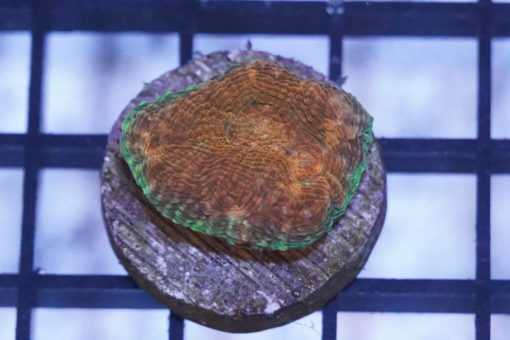Acanthastrea Ultra Color 1.25 inches