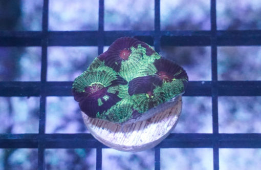 Brain Ultra Color 1.25 inches