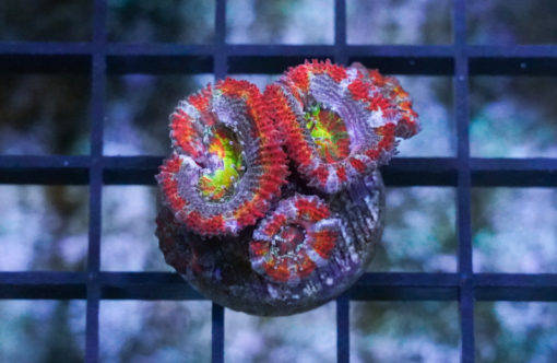 Acanthastrea Ultra Color 3 inches