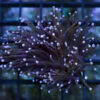 Torch Ultra 1.5 inches