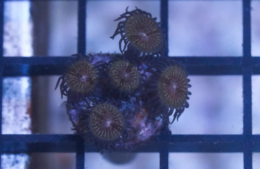 Zoa, Caribbean, Ultra 1 inches