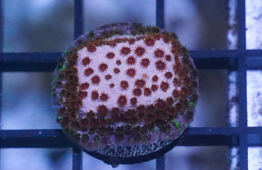 Cyphastrea, Ultra 1 inches