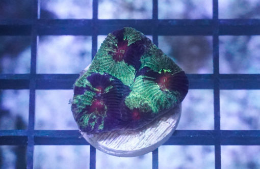 Brain Ultra Color 1.25 inches