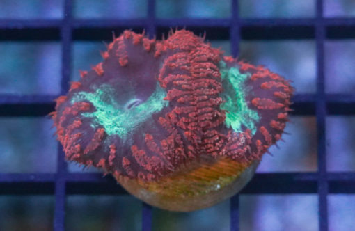 Blastomussa Wellsi Ultra 1.25 inches
