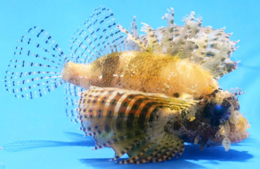 Dwarf, Zebra 3.25 inches