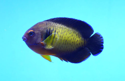 Coral Beauty 3.25 inches