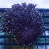 Torch Ultra 2 inches