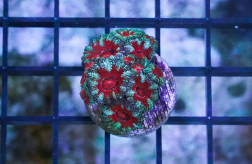 Acanthastrea Ultra Color .75 inches