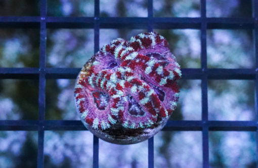 Acanthastrea Ultra Color .75 inches