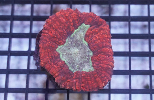 Brain Open Ultra Color 3.5 inches