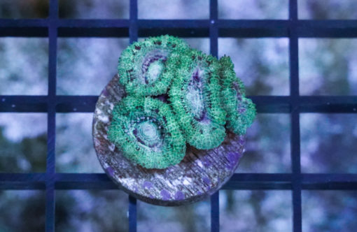 Acanthastrea Ultra Color .75 inches
