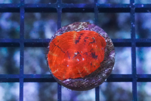 Scolymia Ultra 1 inches