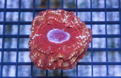 Button Cynarina Ultra 2.5 inches