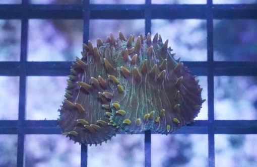 Plate Ultra Color 1.25 inches