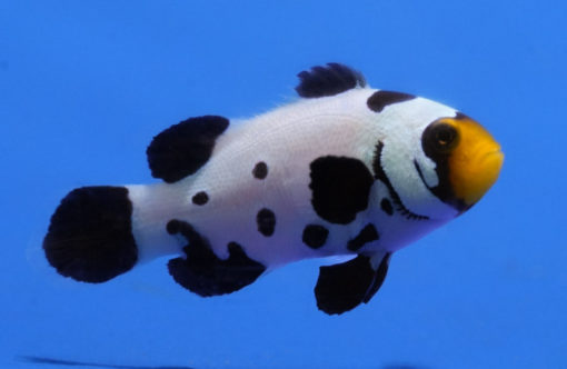 Ocellaris, Black Ice Grade A 1.75 inches