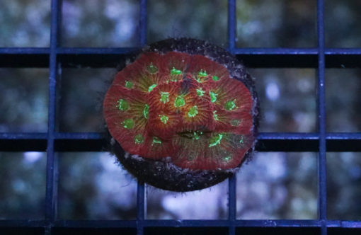 Brain Ultra Color 1 inches