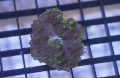 Bubble, Ultra 2 inches