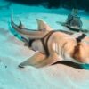 Port Jackson Shark