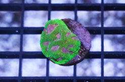 Platygyra Maze: Pink - Australia, Size < 2.25 inches