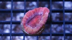 Acan Bowerbanki : Ultra Color - Australia, Size Medium