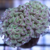 Hammer Coral:Branching Green w/ Pink Tips - Indo Pacific, Size Frag