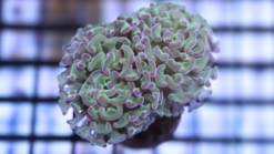 Hammer Coral:Branching Green w/ Pink Tips - Indo Pacific, Size Frag