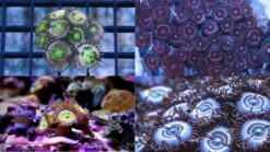 Zoanthid Multicolor - Fiji, Size Medium