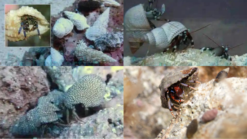Assorted Reef Safe Hermit Crabs Dwarf Blue Leg Hermit, or Red Tip Hermit, or Yellow Tip Hermit or Zebra Hermit Crabs, Size Small