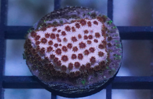 Cyphastrea, Ultra 1 inches