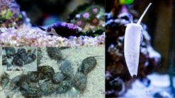 Assorted Sand Sifting Nassarius Snails Nassarius Snails- Baja, or Nassarius Snail Caribbean, Size Small
