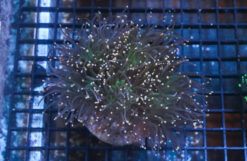 Torch Coral: Green w/ Orange Tips, Size Medium