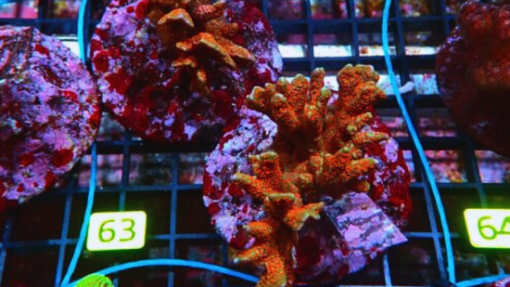 Green w/ Red Polyps Digitata Montipora "Forest Fire" - Aquacultured, Size Small