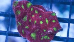 Favites Brain Coral: Green Eye w/ Red Rim - Aquacultured, Size Frag
