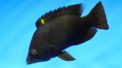 Slingjaw Wrasse Yellow