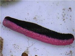 Pink and Black Cucumber - Indian Ocean, Size Medium