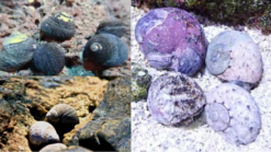 Assorted Cleaner Snails Margarita Snail or Margarite, Green Spiral or Cat Eye Turbo Snail, Size Small