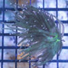 Torch Ultra 1.5 inches