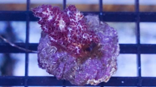 Soft Coral Tree Mini : Red Tip - Indo Pacific, Size Small