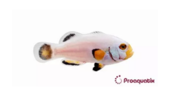 Platinum True Percula Clownfish: Captive Bred
